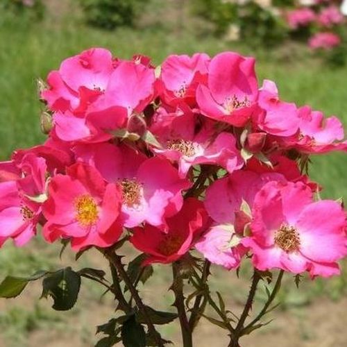 Rosa  Buisman's Glory - różowy  - Róże pienne - z kwiatami pojedynczymi - korona krzaczasta